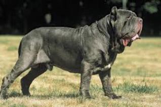 MASTINO NAPOLETANO